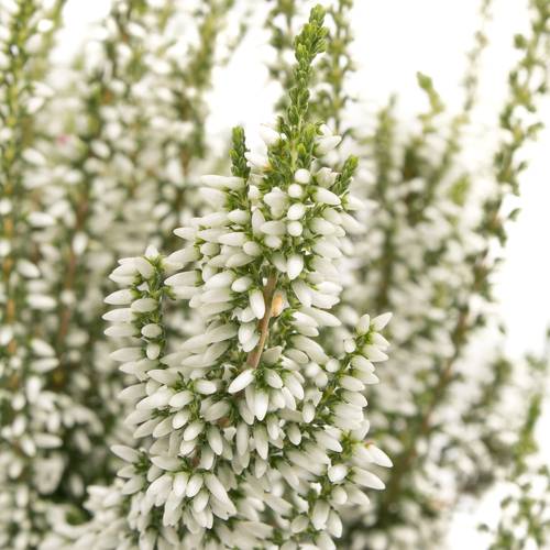 Calluna Gg weiss T11 H25