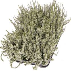 Calluna Gg weiss T11 H25