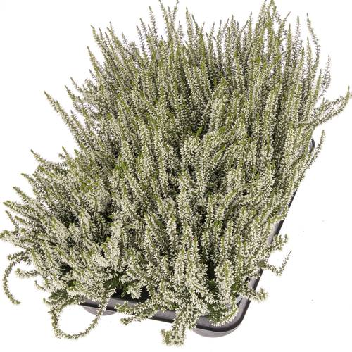 Calluna Gg weiss T11 H25