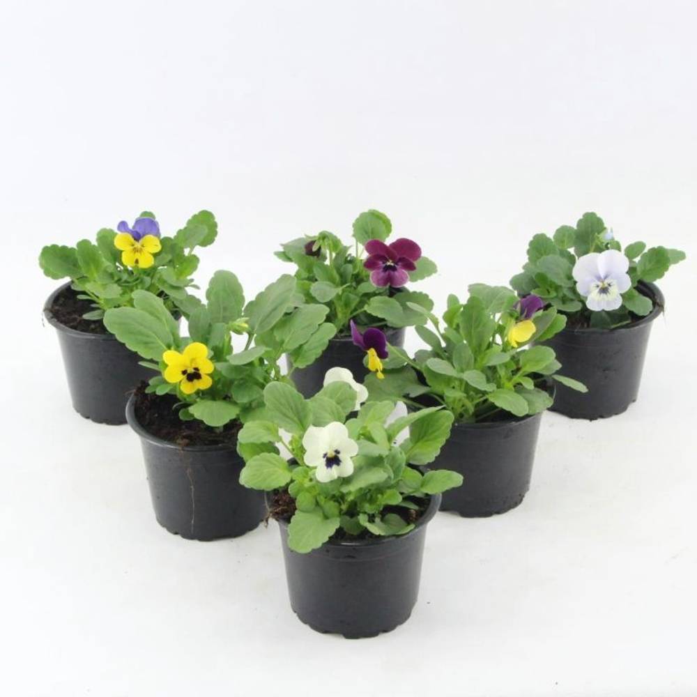 Hornveilchen mix T09 H015