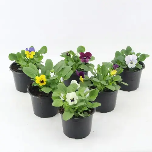 Hornveilchen mix T09 H015