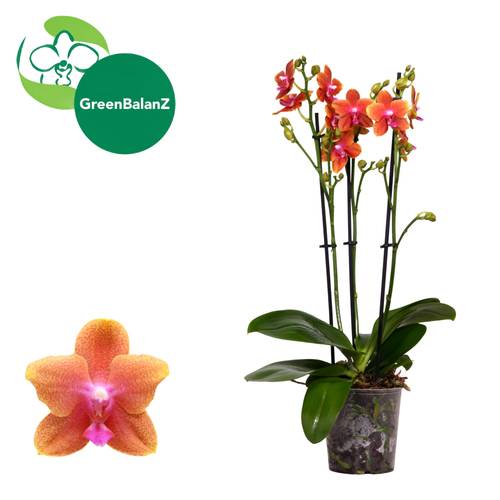 Phal.3-R orange Bolgheri T12 H050