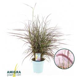 Pennisetum grün/rot advena Rubrum T17 H080