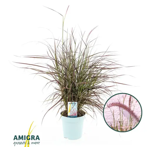 Pennisetum grün/rot advena Rubrum T17 H080