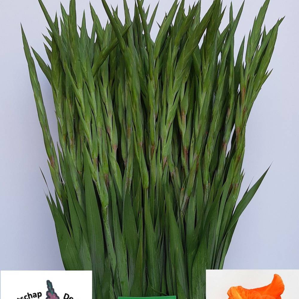 Gladiole dunkel orange Prince of Orange 115cm Ex lang