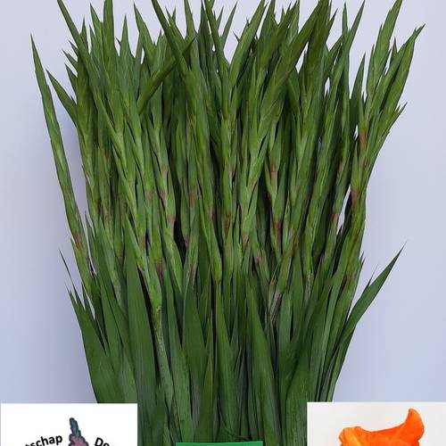 Gladiole dunkel orange Prince of Orange 115cm Ex lang