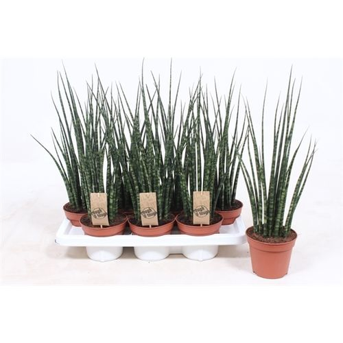 Sansev.Fernwood Mikado T14 H60