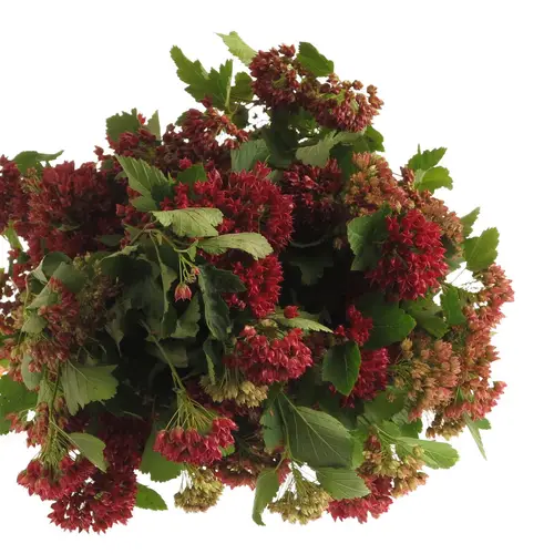 Physocarpus Diabolo 80cm