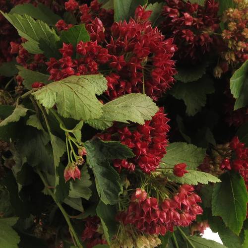 Physocarpus Diabolo 80cm
