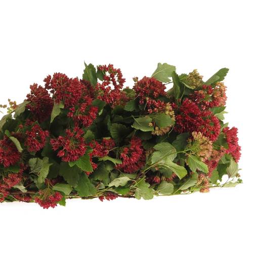 Physocarpus Diabolo 80cm