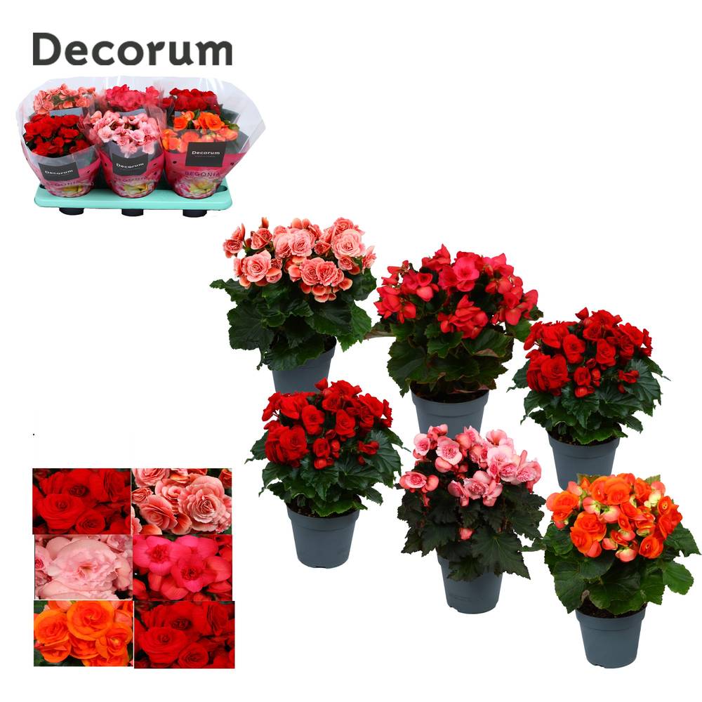 Begonie mix Have T14 H032