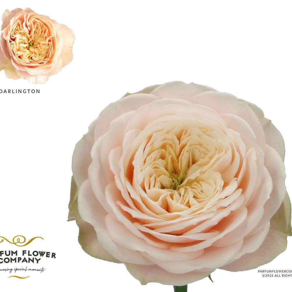 Rose creme Darlington 50cm Garden