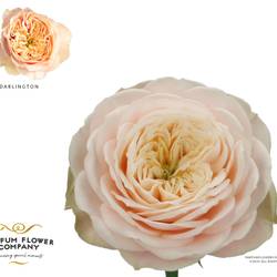 Rose creme Darlington 50cm Garden