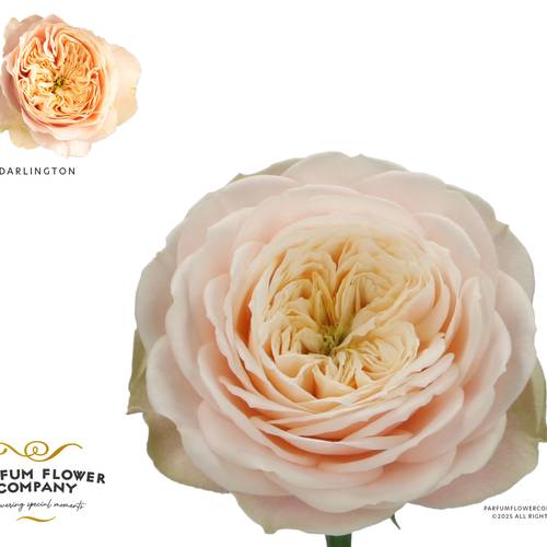 Rose creme Darlington 50cm Garden