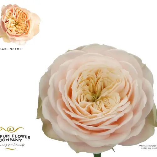Rose creme Darlington 50cm Garden