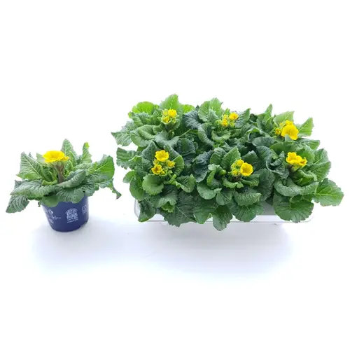 Primula Veris gelb T12 H020