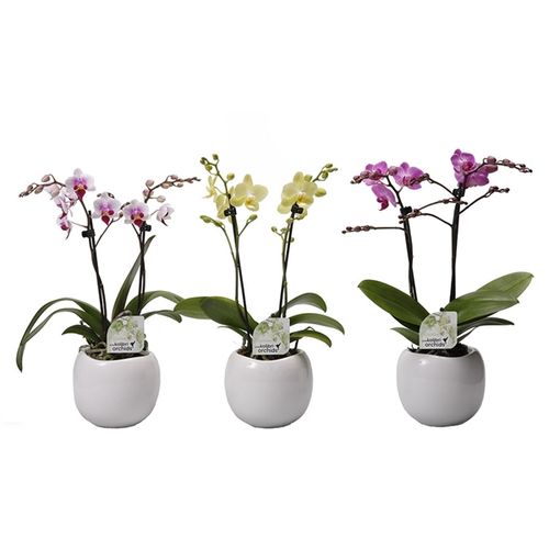 Phal.2-R mix Multi im Boltopf T09 H40