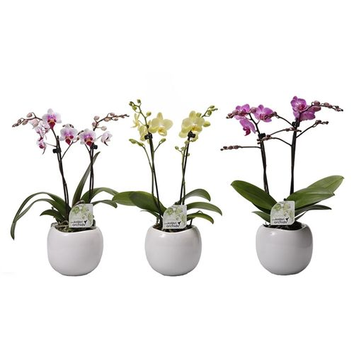 Phal.2-R mix Multi im Boltopf T09 H40