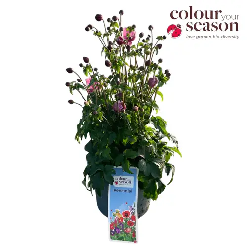 Anemone rosa Emmy T19 H050