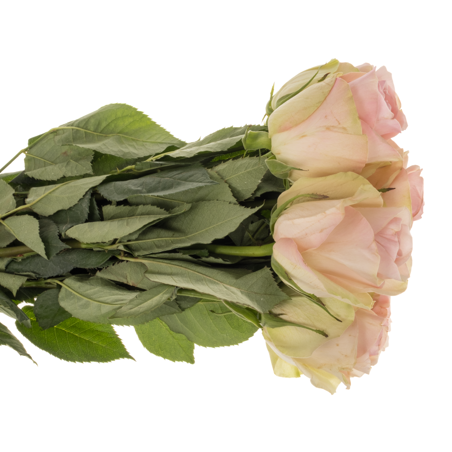 Rose hell rosa Love Potion 50cm