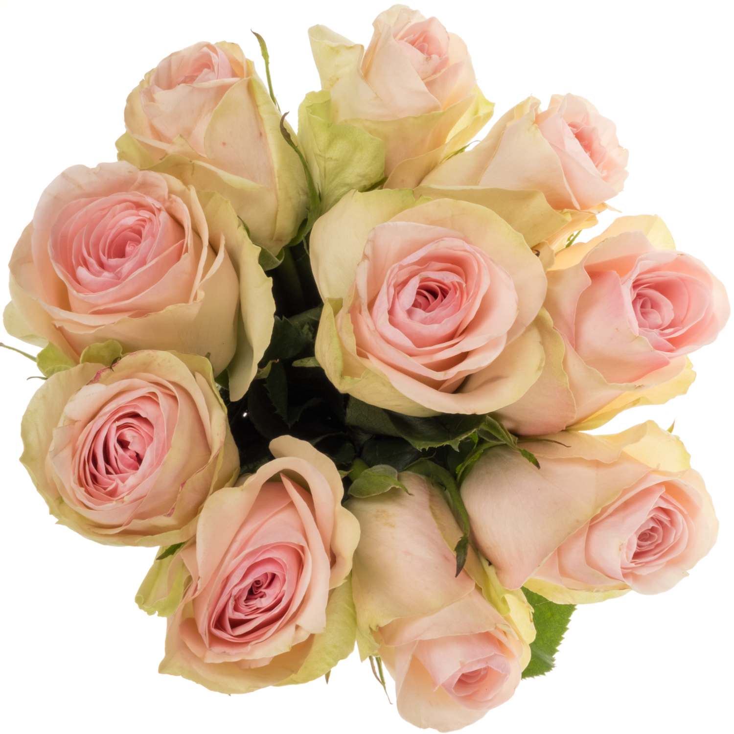 Rose hell rosa Love Potion 50cm