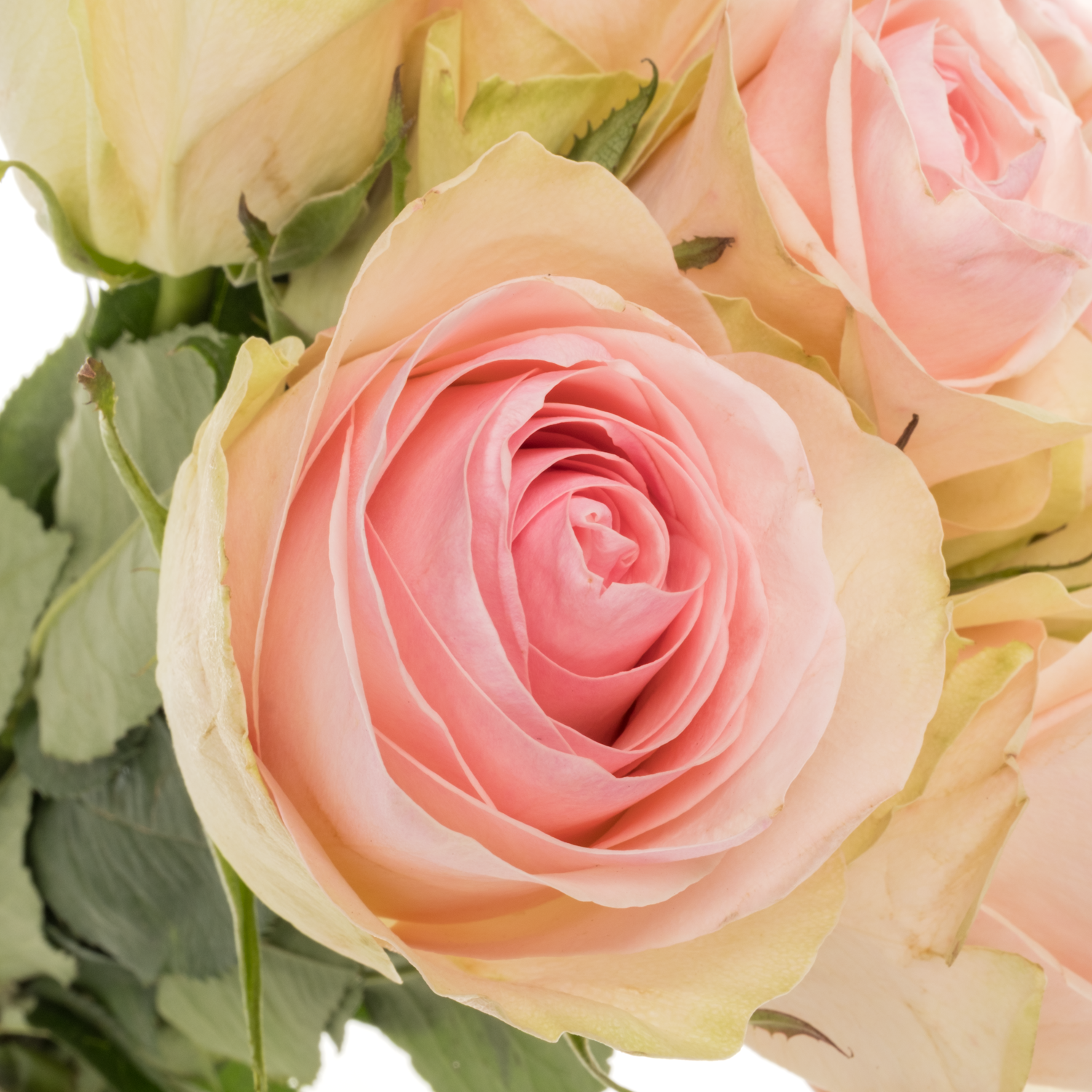 Rose hell rosa Love Potion 50cm