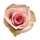 Rose hell rosa Love Potion 50cm