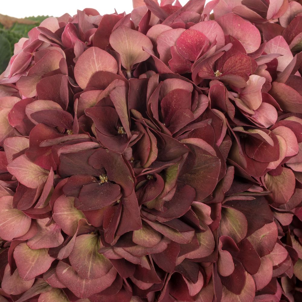 Hortensie rot/grün Chocolate Bol 17cm 80cm