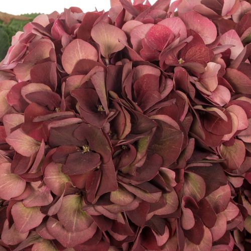 Hortensie rot/grün Chocolate Bol 17cm 80cm