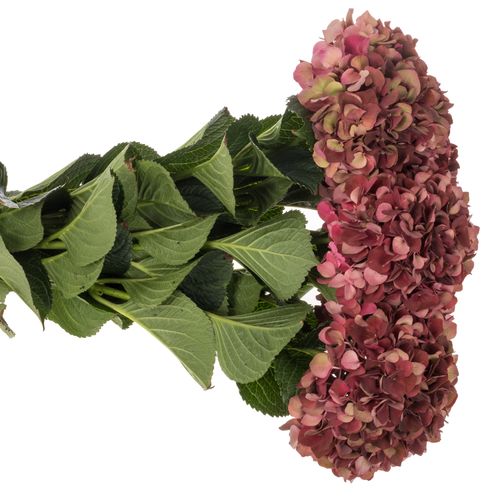 Hortensie rot/grün Chocolate Bol 17cm 80cm