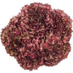 Hortensie rot/grün Chocolate Bol 17cm 80cm