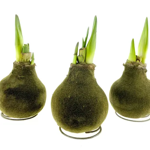 Amar.Bol Wachs Velvet Pyrite grün rote Bl. 32cm H015