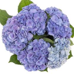 Hortensie lila My Heaven Bol 17cm 60cm