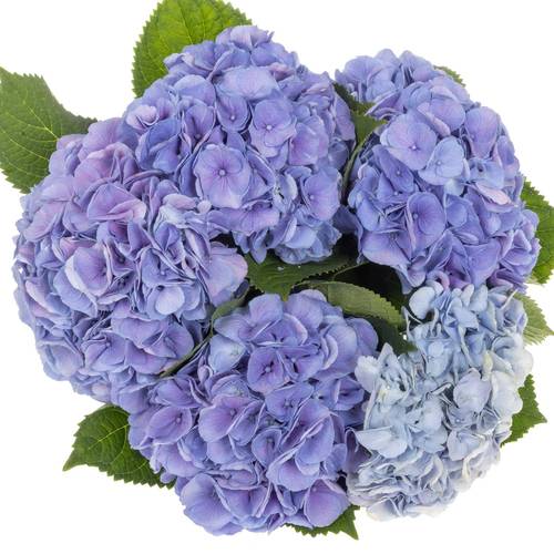 Hortensie lila My Heaven Bol 17cm 60cm