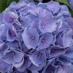 Hortensie lila My Heaven Bol 17cm 60cm