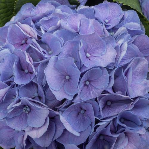Hortensie lila My Heaven Bol 17cm 60cm