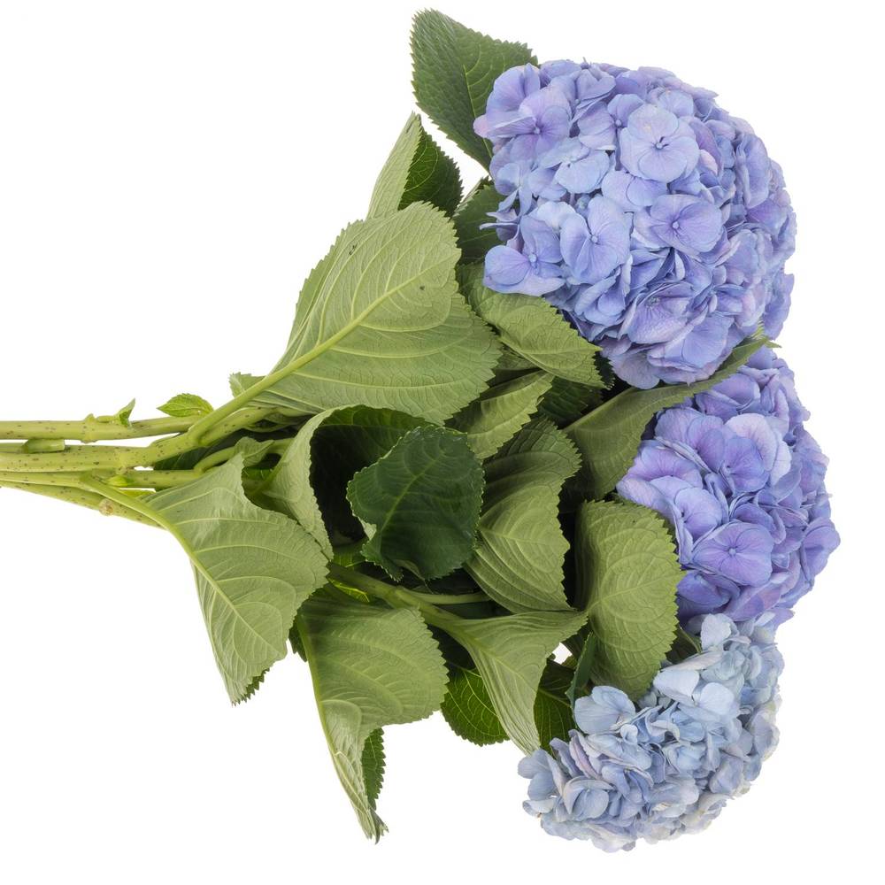 Hortensie lila My Heaven Bol 17cm 60cm