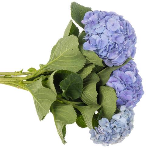 Hortensie lila My Heaven Bol 17cm 60cm