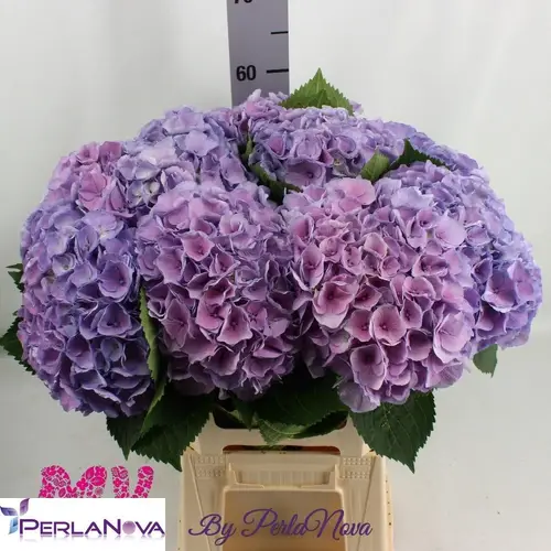 Hortensie lila My Heaven Bol 20cm 60cm