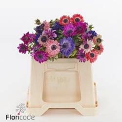 Anemone mix pastel Fullstar Israel  35cm x 50