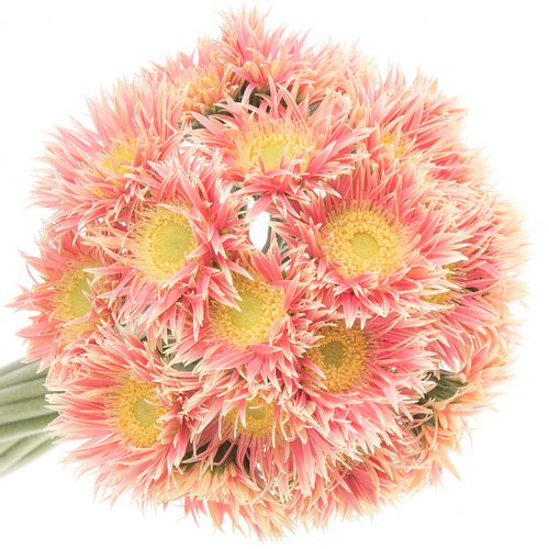 Germini Piccolo rosa Spin Isa