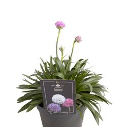 Armeria Sweet Dreams T15 H30