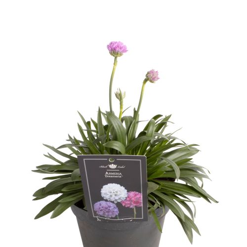 Armeria Sweet Dreams T15 H30