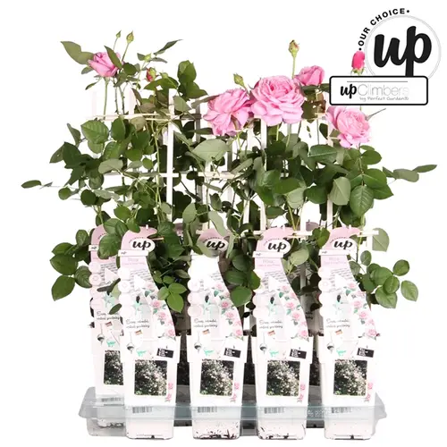 Rosa Kletter rosa T15 H50