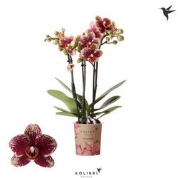 Phal.3-R rot/gelb Spain Kolibri T09 H40