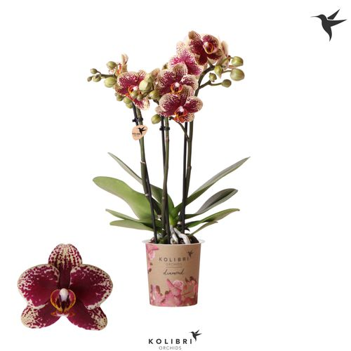 Phal.3-R rot/gelb Spain Kolibri T09 H40