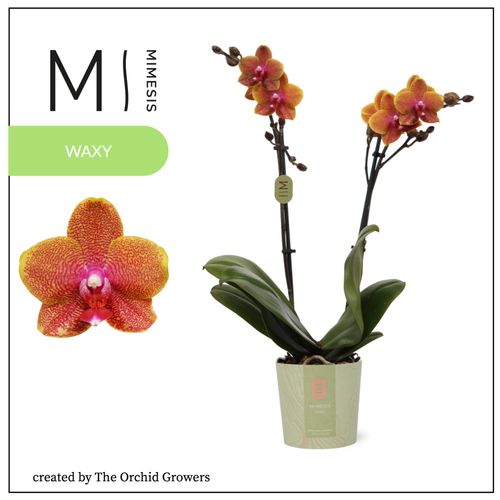 Phal.2-R orange Mimesis Lawrence T12 H50