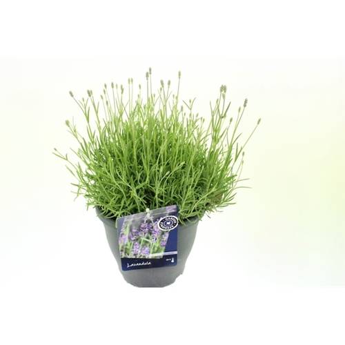 Lavendel Ang. Hidcote T23 H55