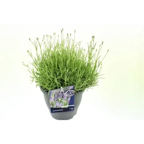 Lavendel Ang. Hidcote T23 H55