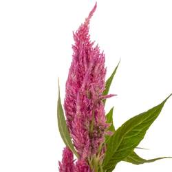 Celosia rosa Sunday Bright 65cm